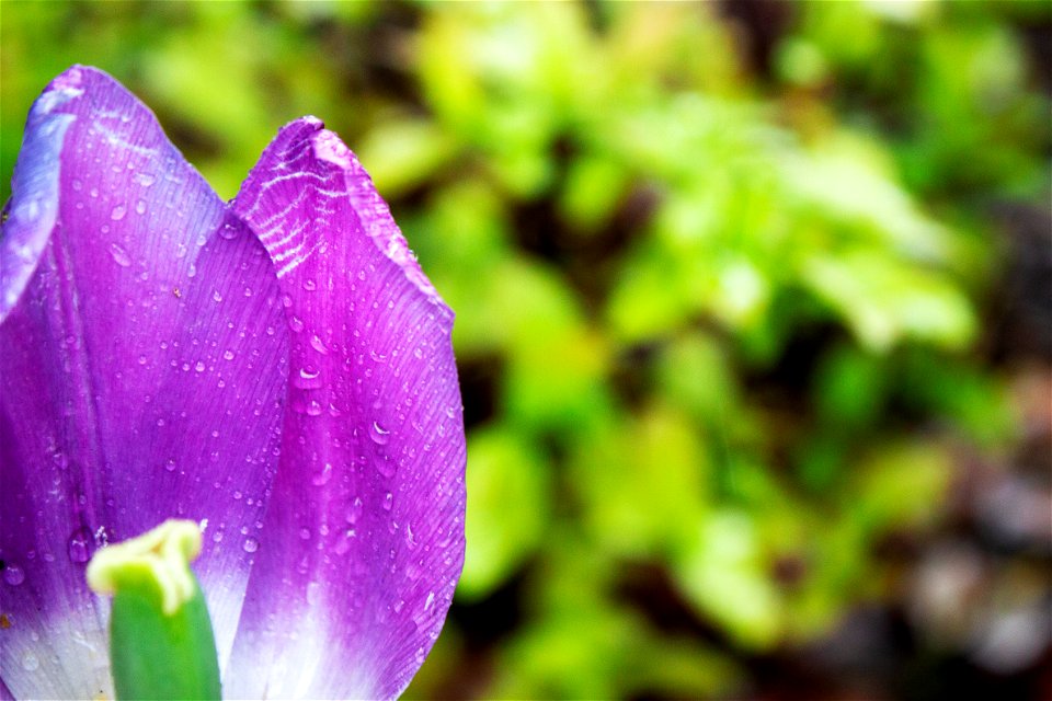 RainyDay_8_Collins