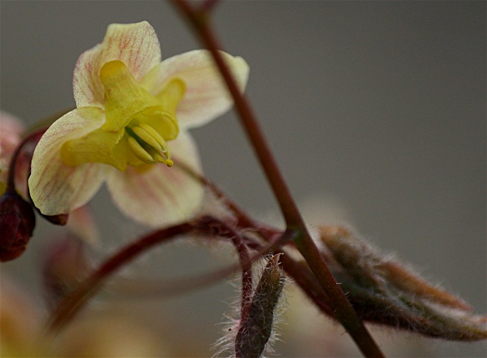 Epimedium pinnatum ssp. colchicum