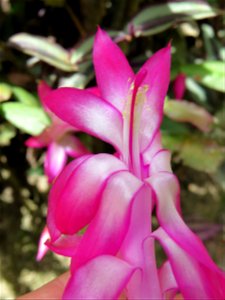 Schlumbergera truncata (Haw.) Moran