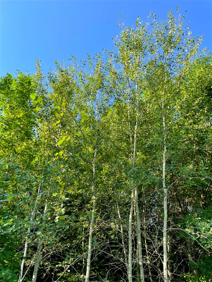 Crow Wing River park Minnesota 2022 Aug