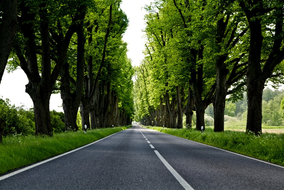 Allee NP Uckermärkische Seen 19