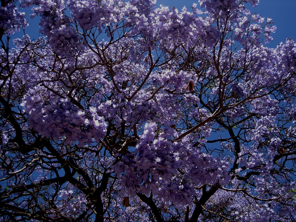 Blooms dense petal