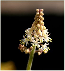 Schaumblüte - Tiarella 'Black Velvet'