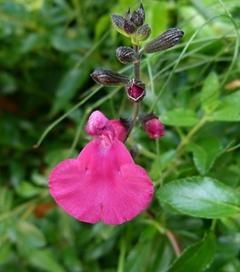 Hot Pink Salvia Microphylla Bezerkeley photo