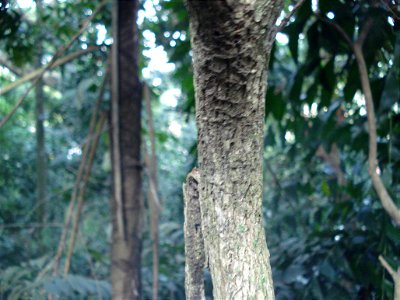 Myrciaria glazioviana