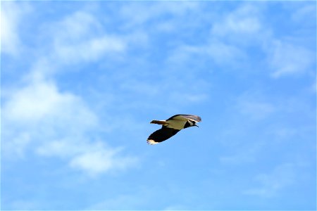 Lapwing photo