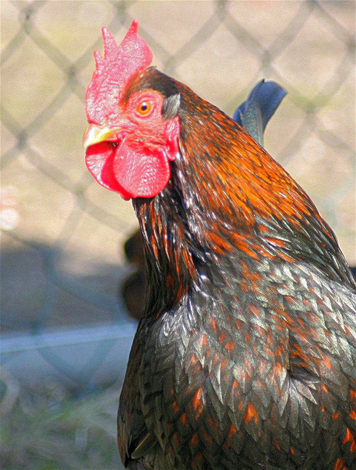 Zwergbarnevelder Hahn