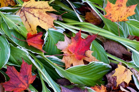 Hosta and maple leaves photo