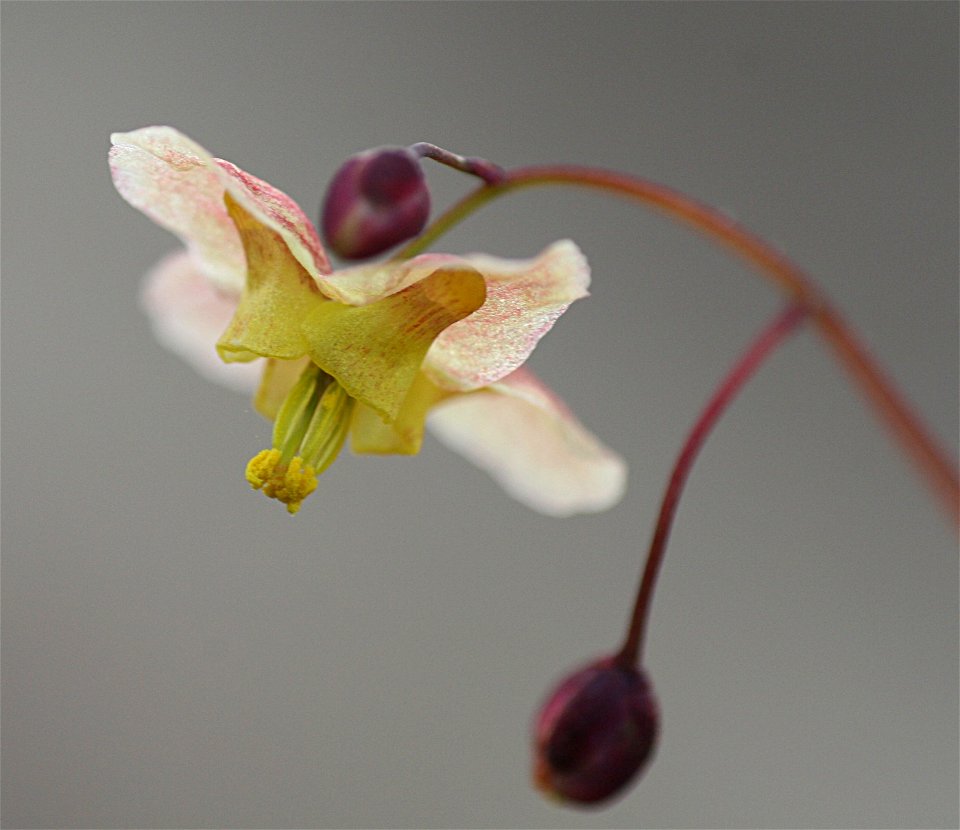 Epimedium pinnatum ssp. colchicum