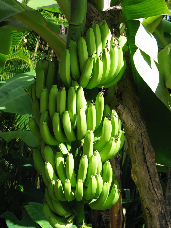 Bananas Growing In Bunches