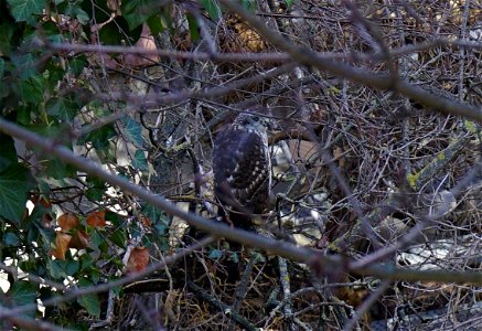 (maybe) goshawk in the backyard, squirrels keep a low profile photo