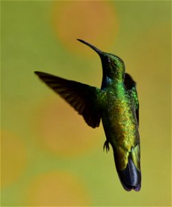 Anthracothorax nigricollis - Mango pechinegro