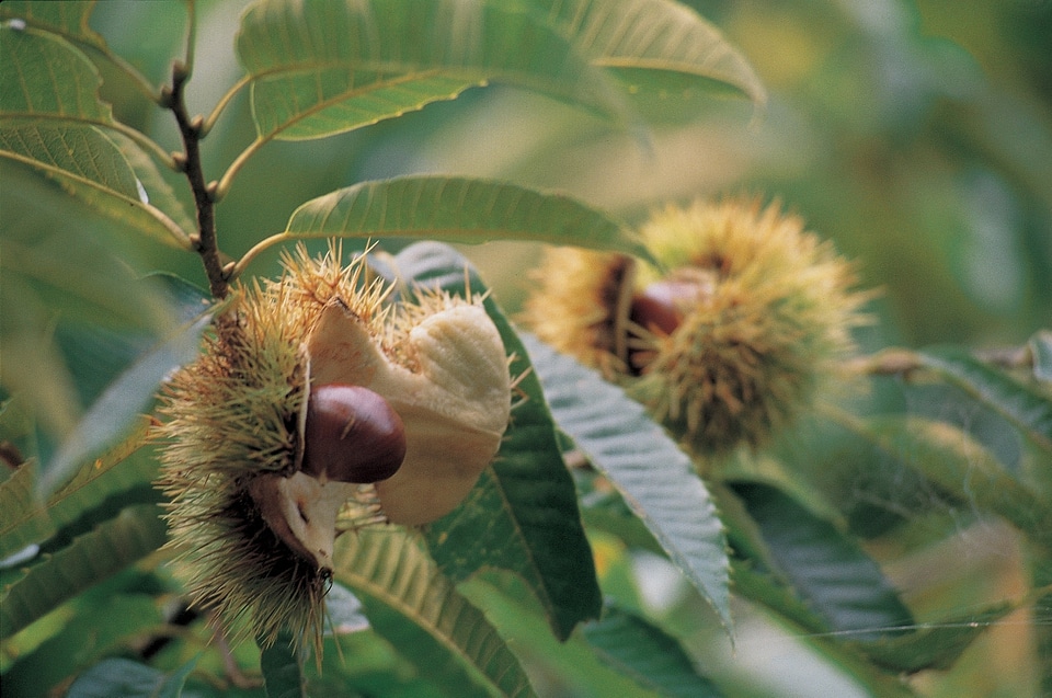 detail of ripe chestnuts