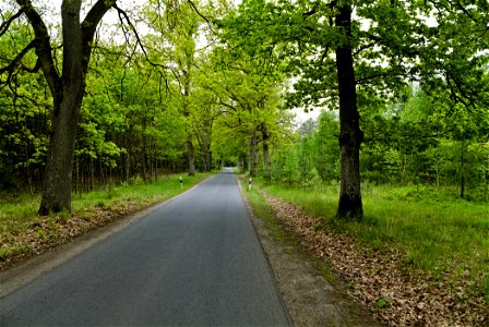 Allee NP Uckermärkische Seen 07
