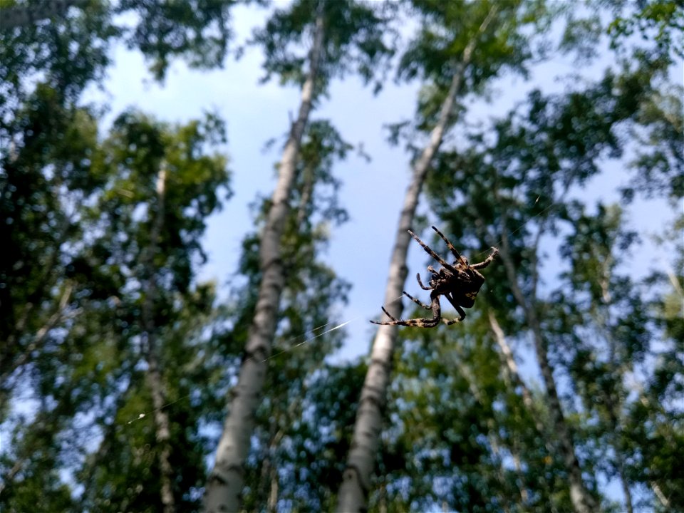 Forest spider