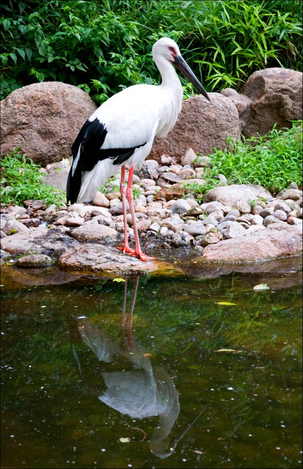 White stork