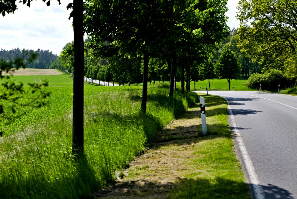 Allee NP Uckermärkische Seen 14