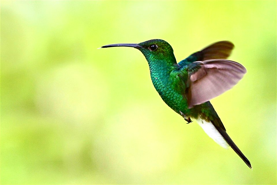 Chalybura buffonii - Colibrí de Buffon