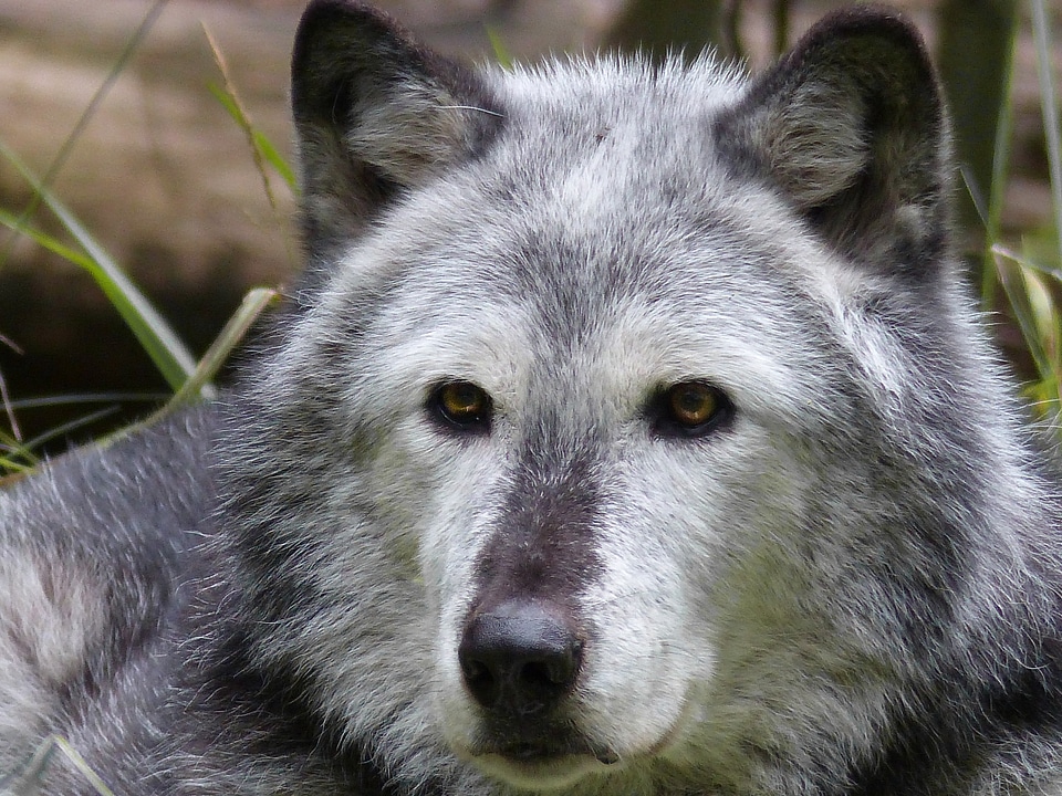 Mammal canine nature