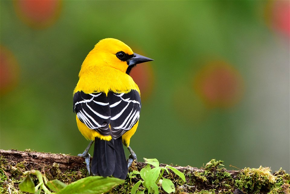 Icterus nigrogularis (Turpial amarillo)