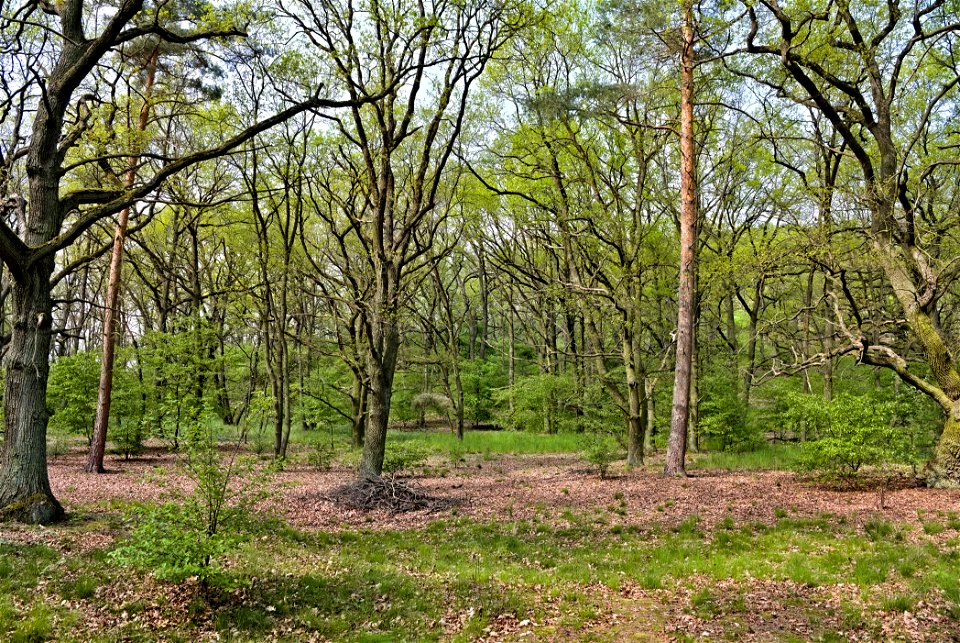 Großmachnower Weinberg 04