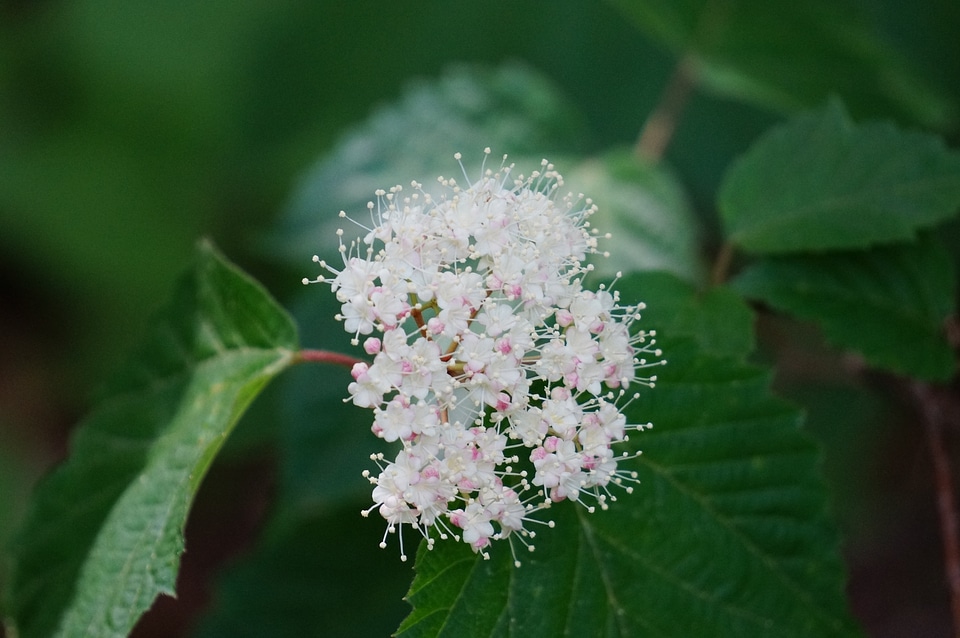 Wildflower on Appalachian Trail WV