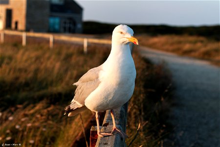 Bretagne