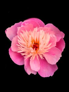 Stratford Ontario ~ Canada ~ Pink Peonies ~ Botanical Garden photo
