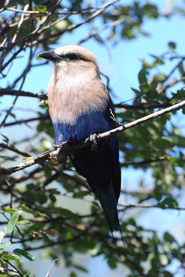 Blue bellied Roller