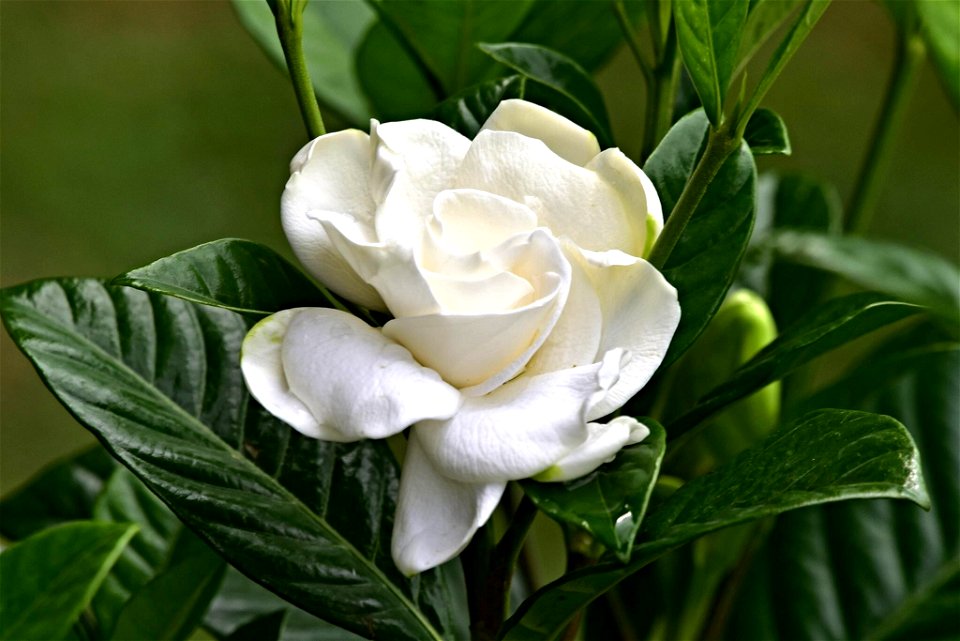 Gardenia jasminoides