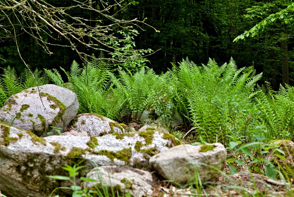 NSG Brüsenwalde 04