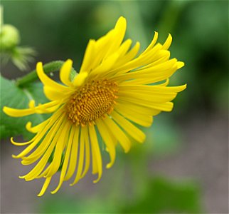 Doronicum orientale