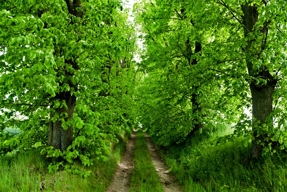 Allee NP Uckermärkische Seen 11