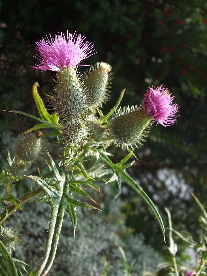Nature purple thistle flower