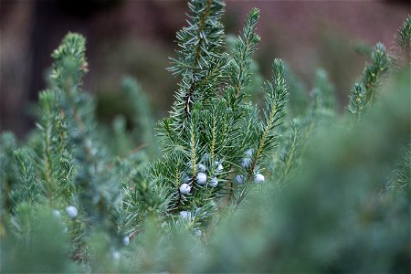 juniper