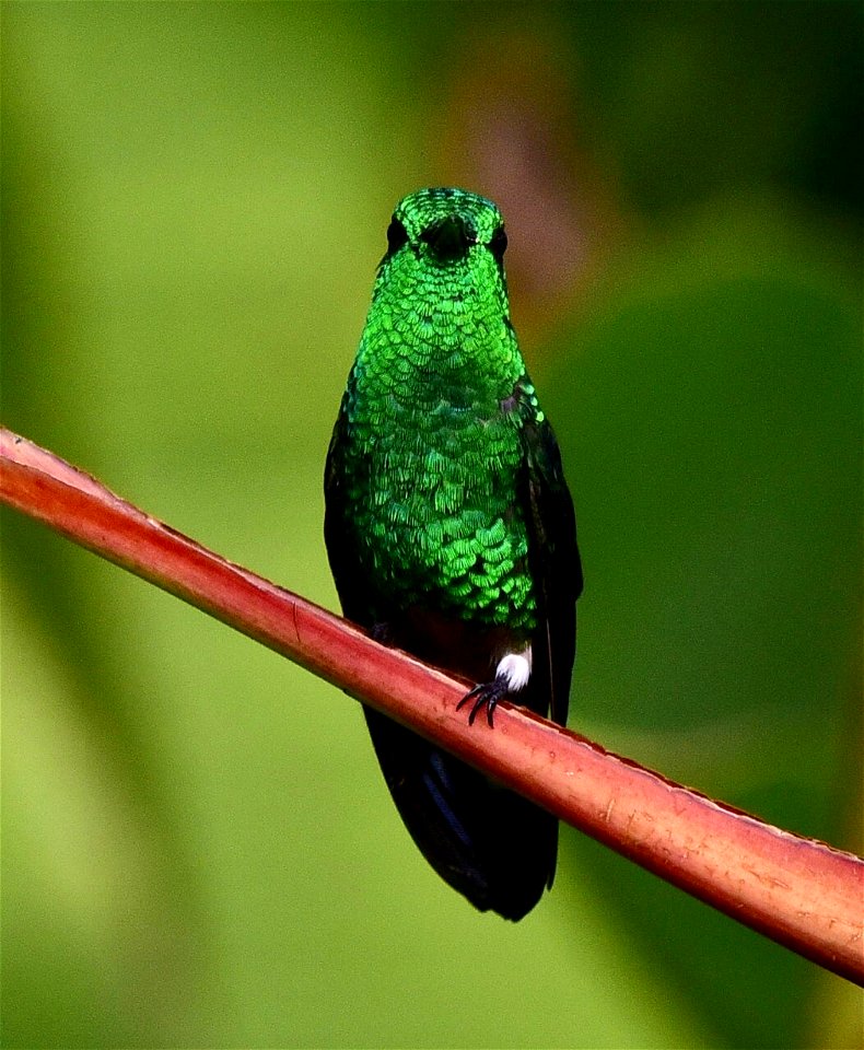 Saucerottia saucerottei - Amazilia coliazul