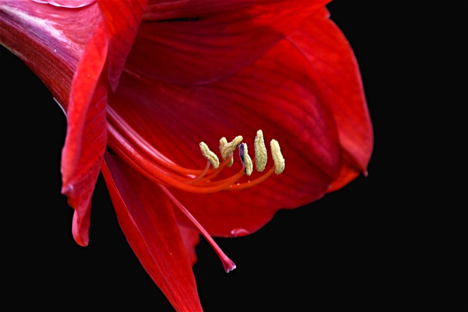 Hippeastrum puniceum - Amarilis, Azucena, Tulipán, Lirio…