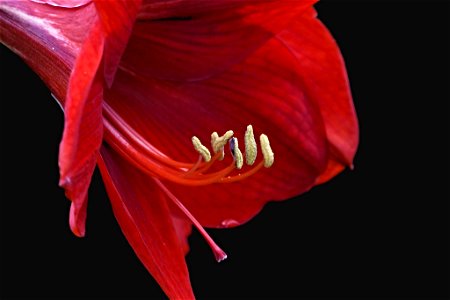 Hippeastrum puniceum - Amarilis, Azucena, Tulipán, Lirio…