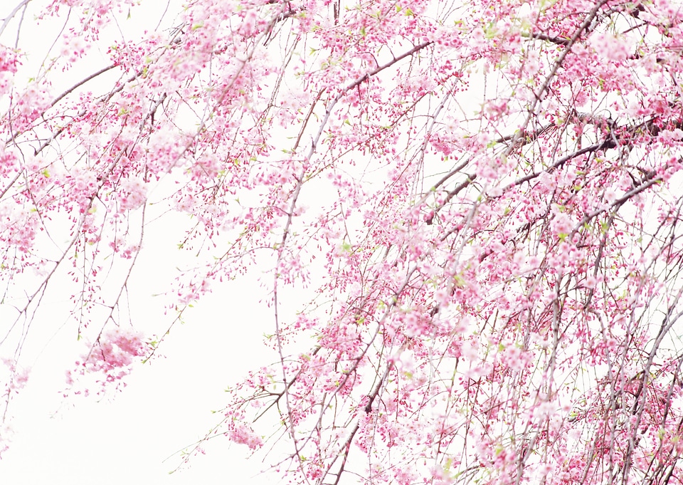 Spring Cherry blossoms, pink flowers.