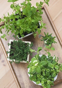 Selection of fresh living herbs on wooden floor photo