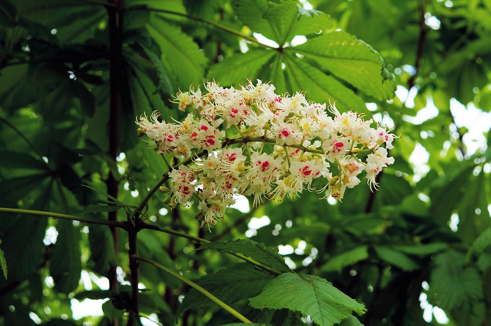 Blossom bloom white