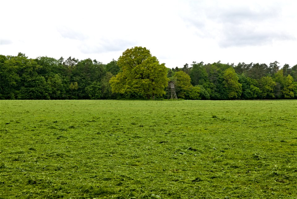 NSG Brüsenwalde 03