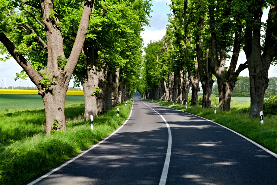 Allee NP Uckermärkische Seen 20