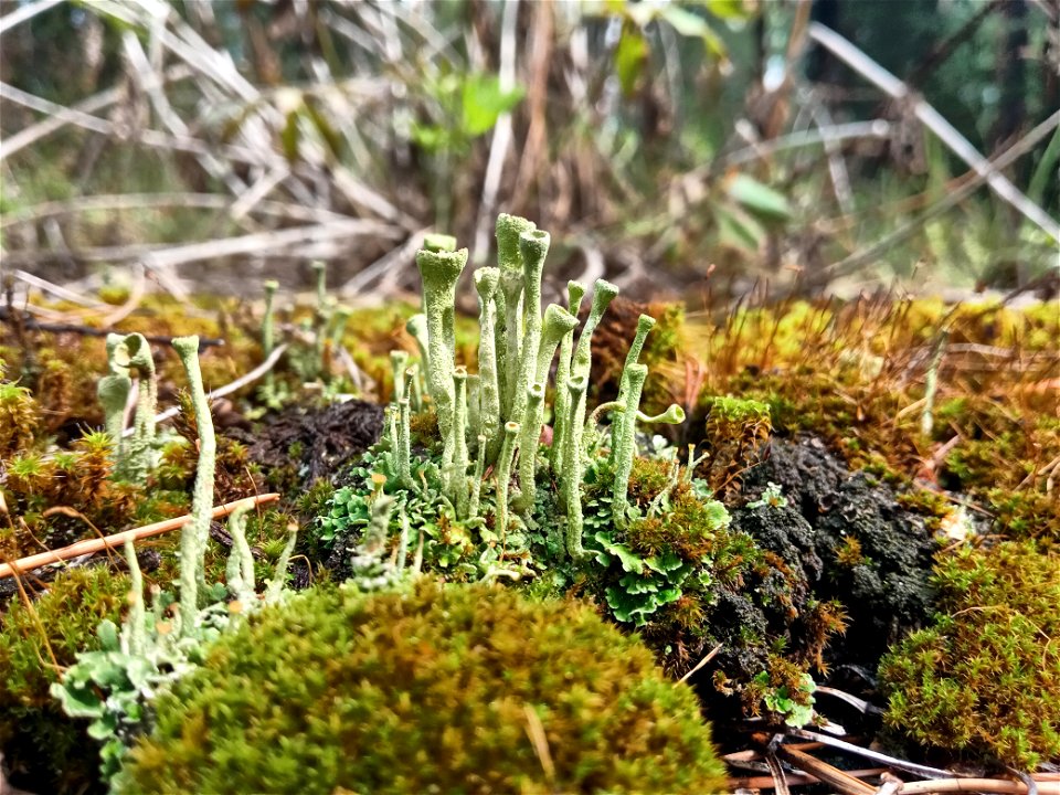 Lichen