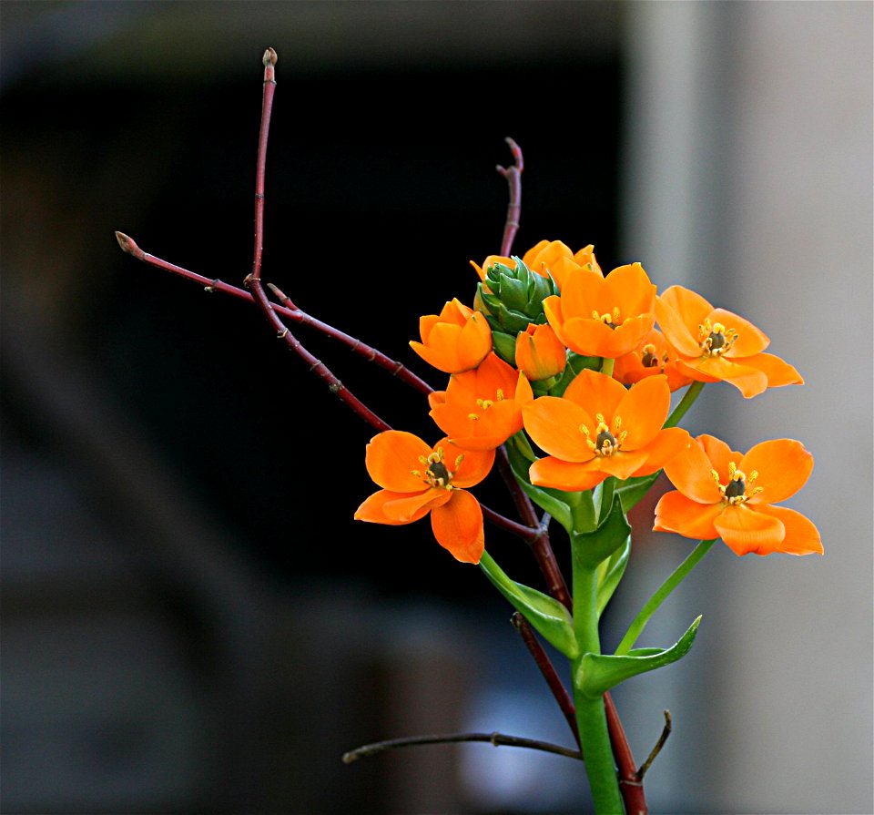 Ornithogalum dubium - Gärtnertod, Milchstern, Stern von Bethlehem