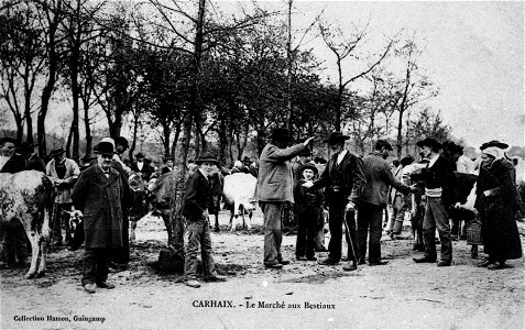 CARHAIX le marché aux bestiaux vers 1900 photo
