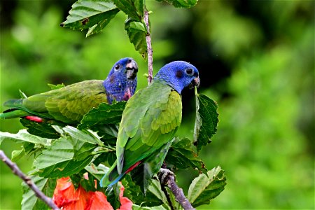 Pionus menstruus - Cotorra cheja - Blue-headed Parrot photo