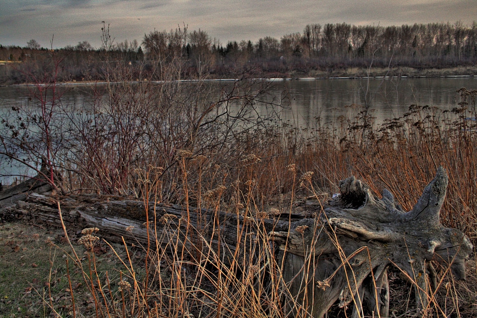 A piece of weathered driftwood