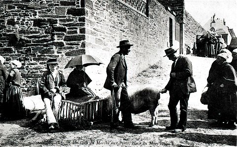 MORLAIX marché aux porcs CIRCA 1900 photo