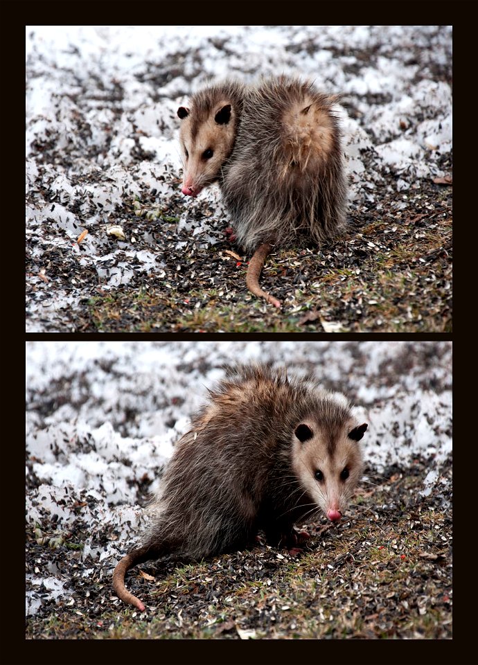 Virginia opossum photo